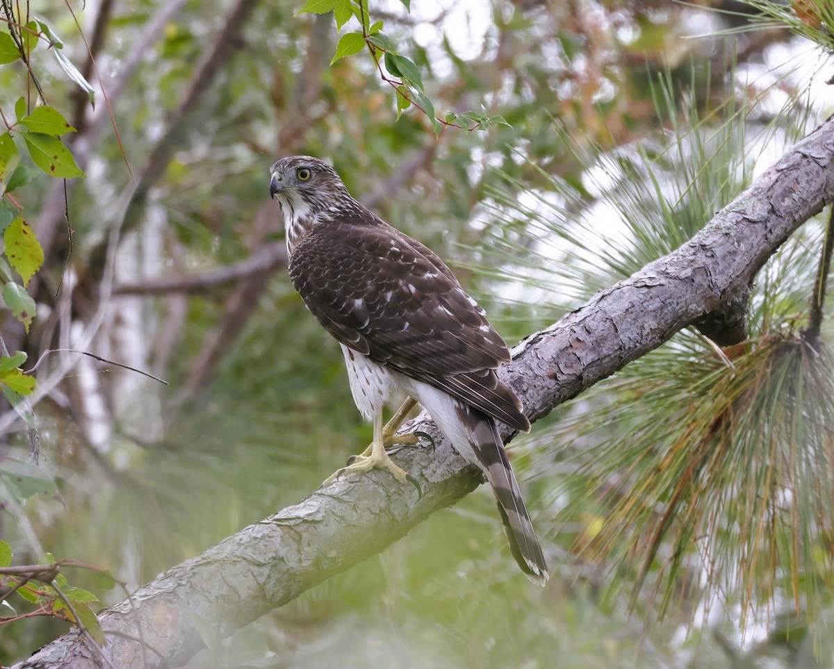 Cooper's Hawk - ML642985241