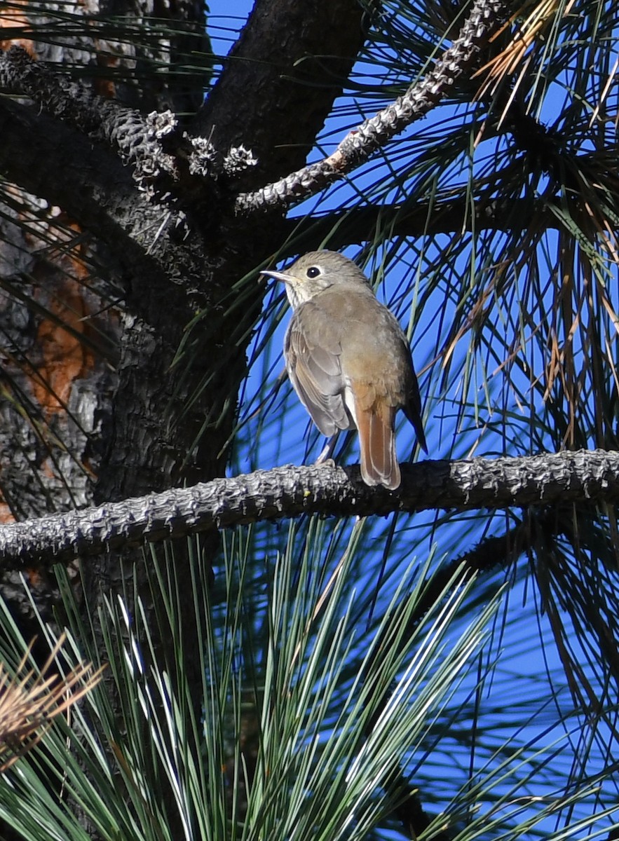 Hermit Thrush - ML642985247