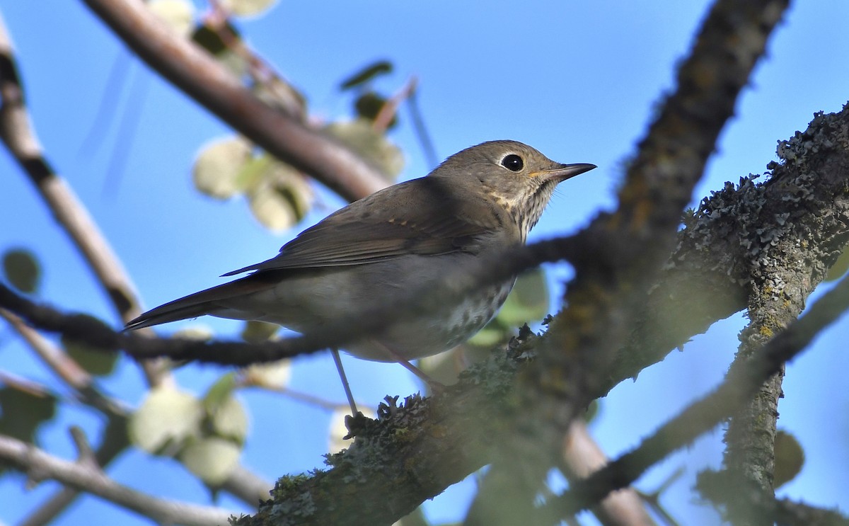 Hermit Thrush - ML642985248