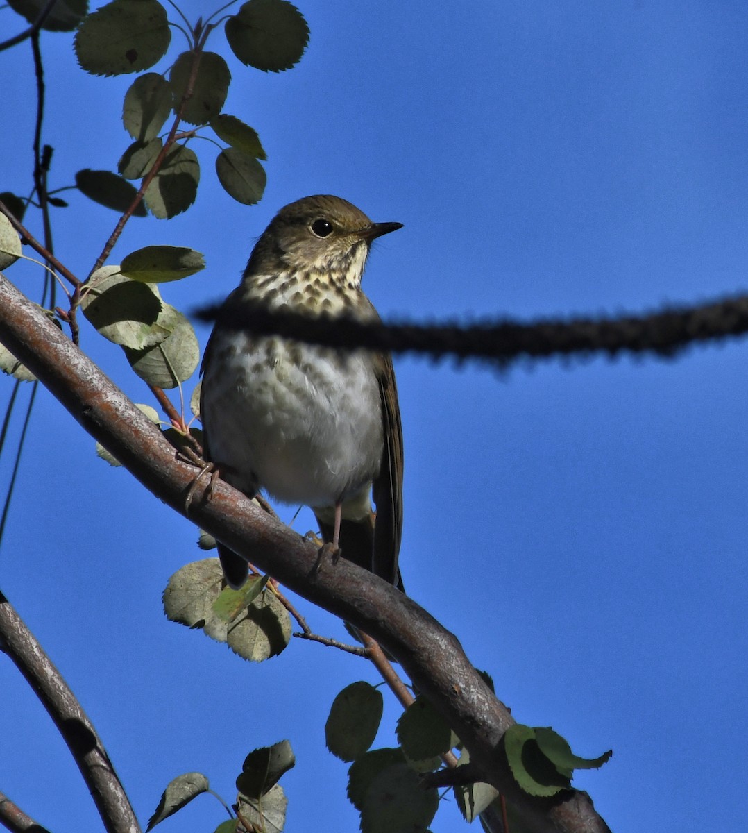 Hermit Thrush - ML642985249