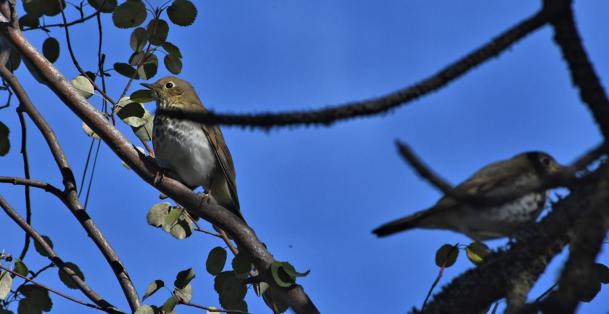 Hermit Thrush - ML642985250