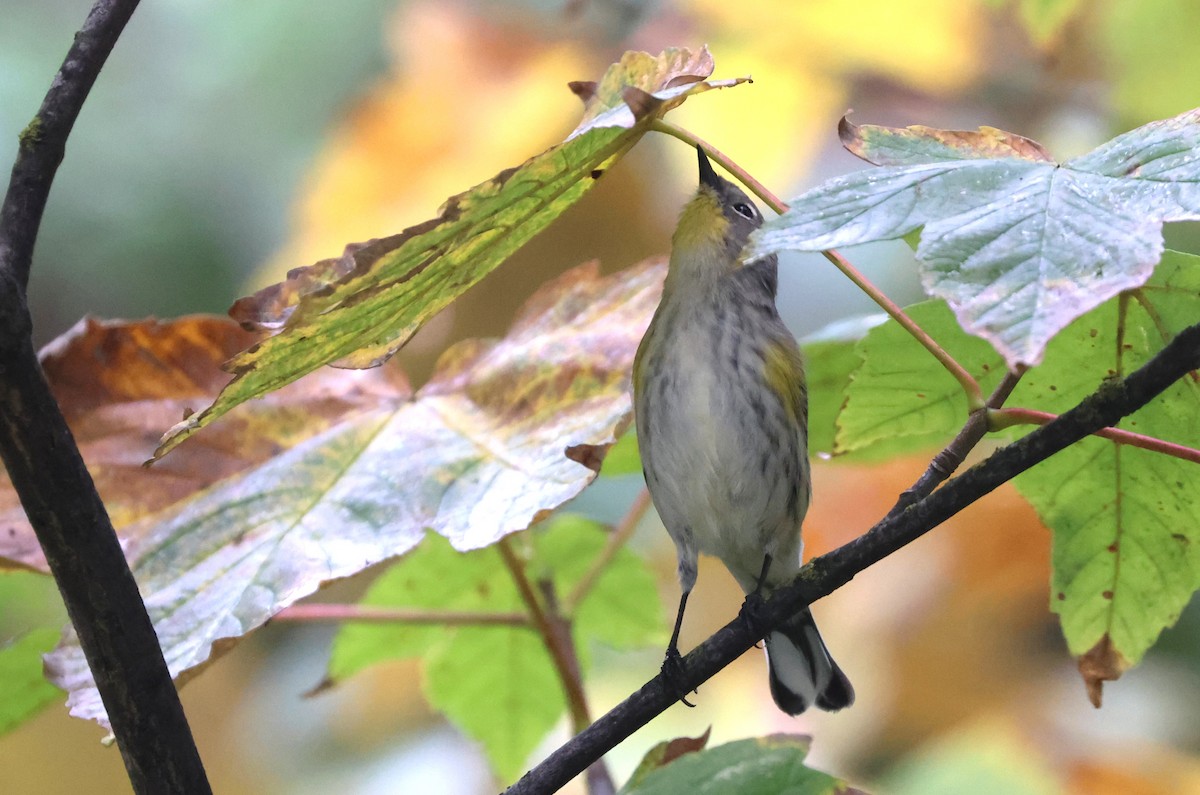 Yellow-rumped Warbler - ML642985252