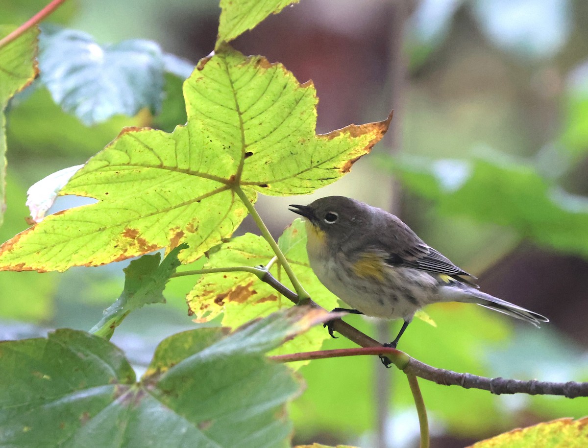 Yellow-rumped Warbler - ML642985253