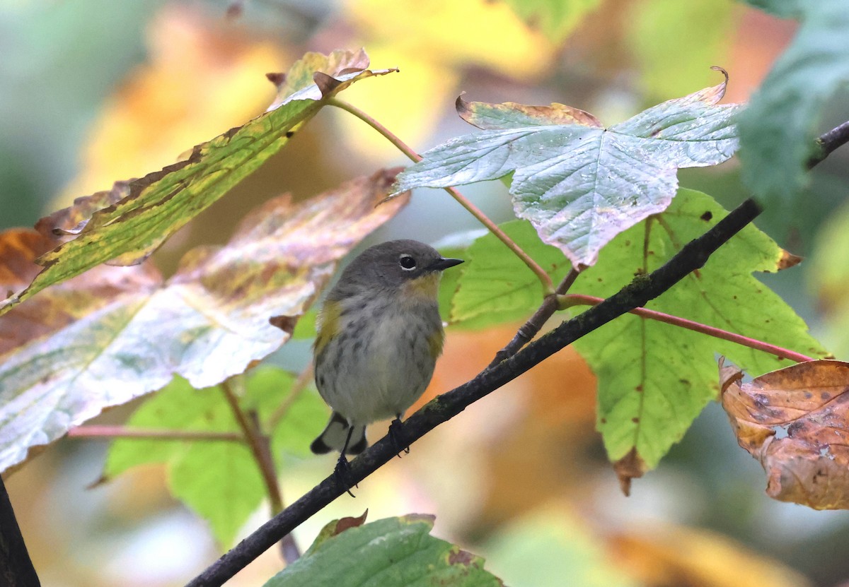 Yellow-rumped Warbler - ML642985254