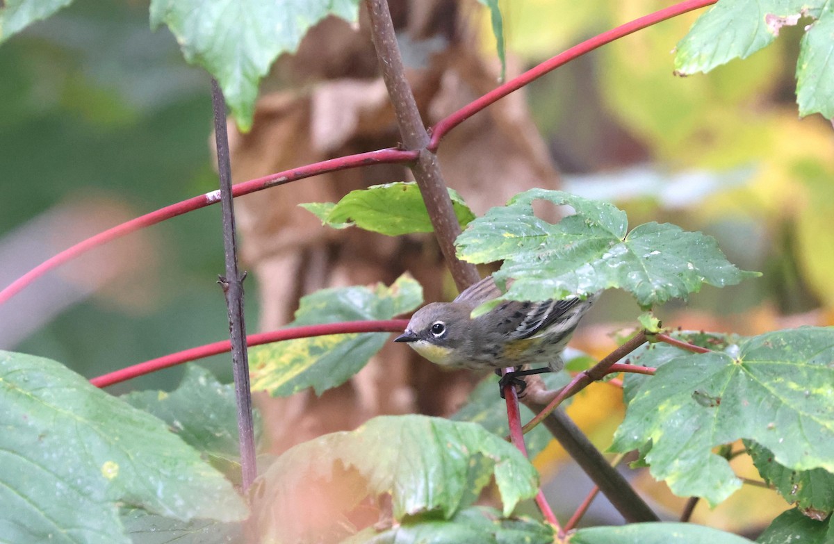 Yellow-rumped Warbler - ML642985255