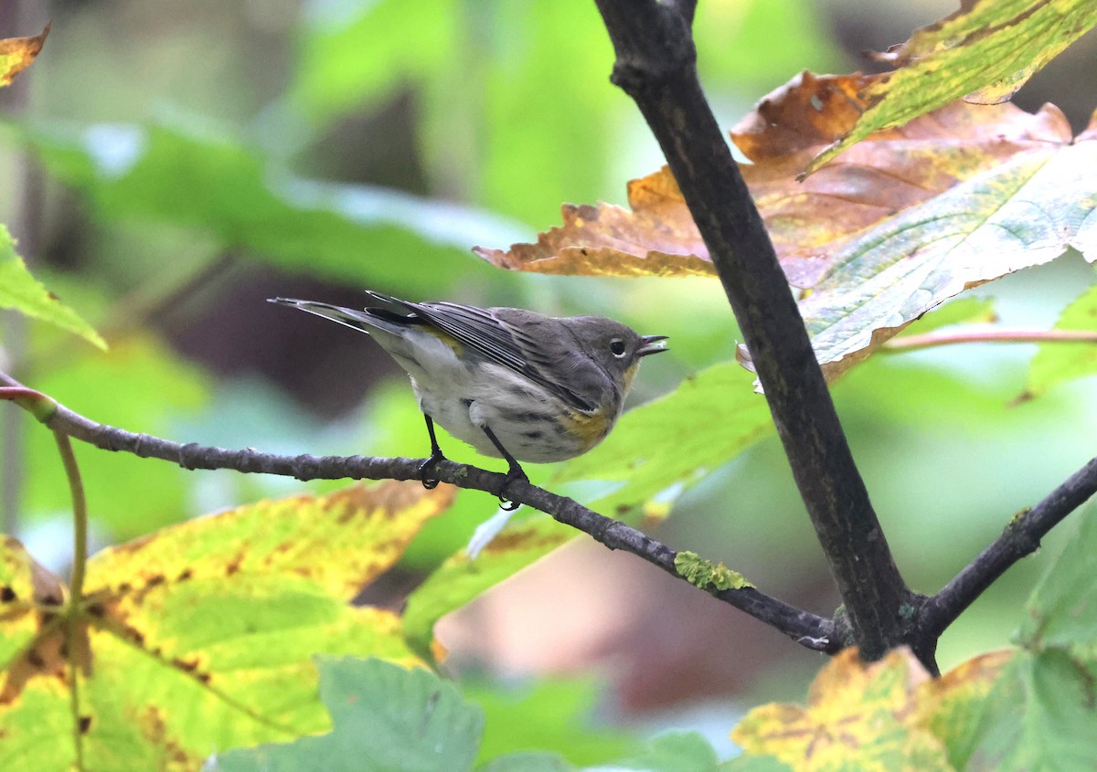 Yellow-rumped Warbler - ML642985256