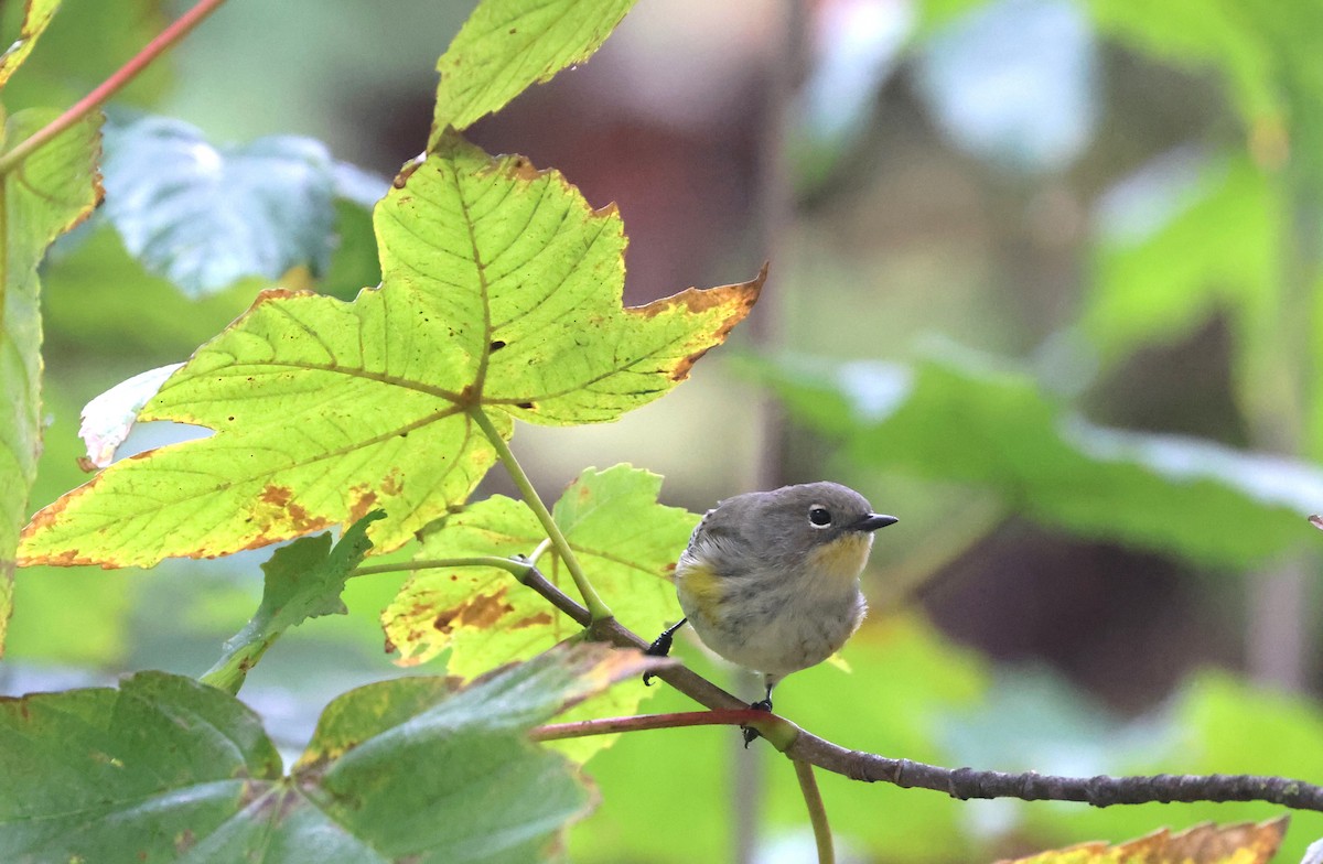 Yellow-rumped Warbler - ML642985257