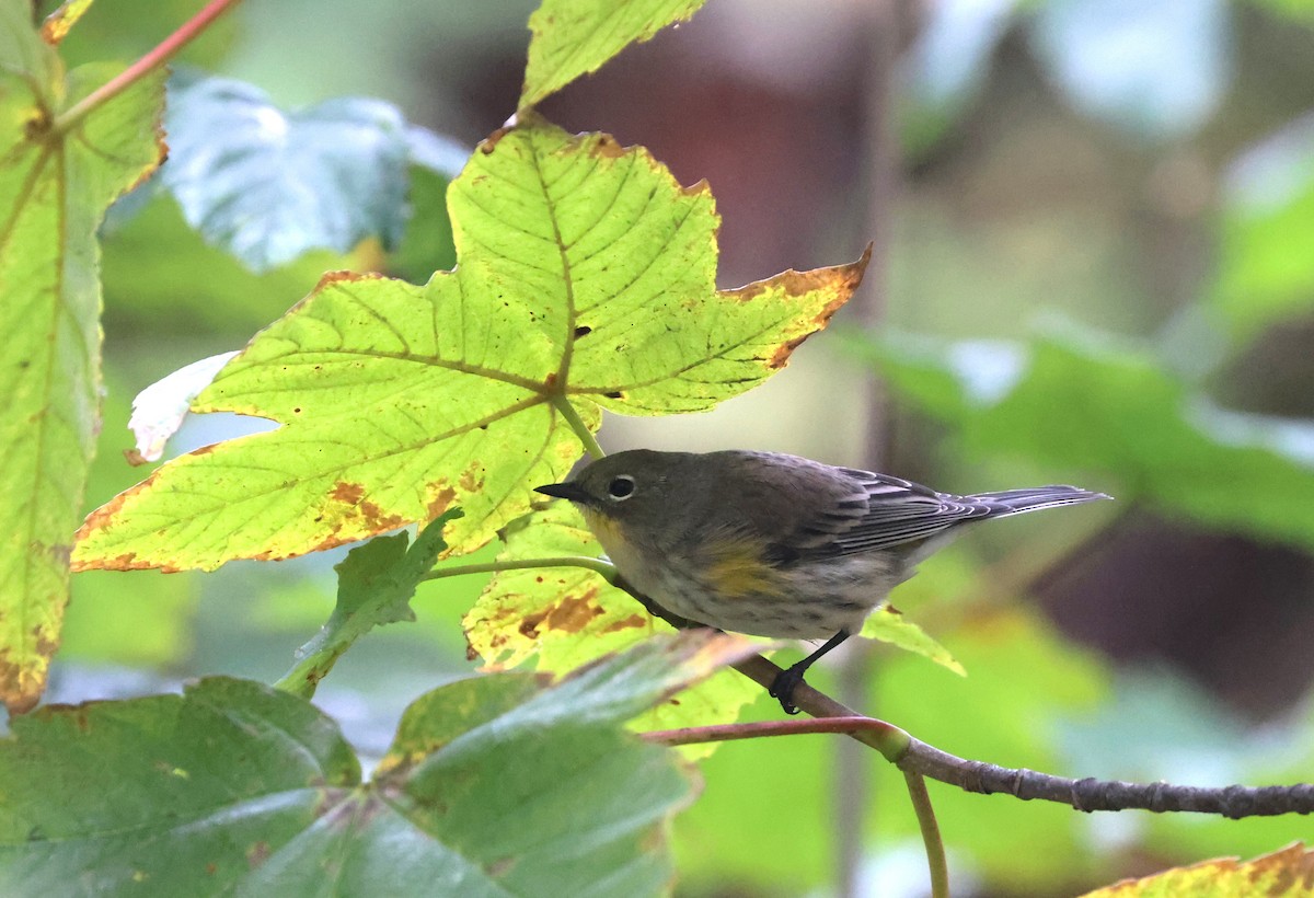 Yellow-rumped Warbler - ML642985258