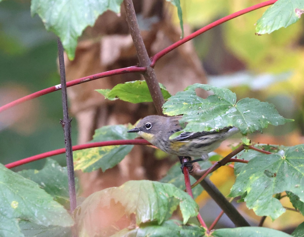 Yellow-rumped Warbler - ML642985259