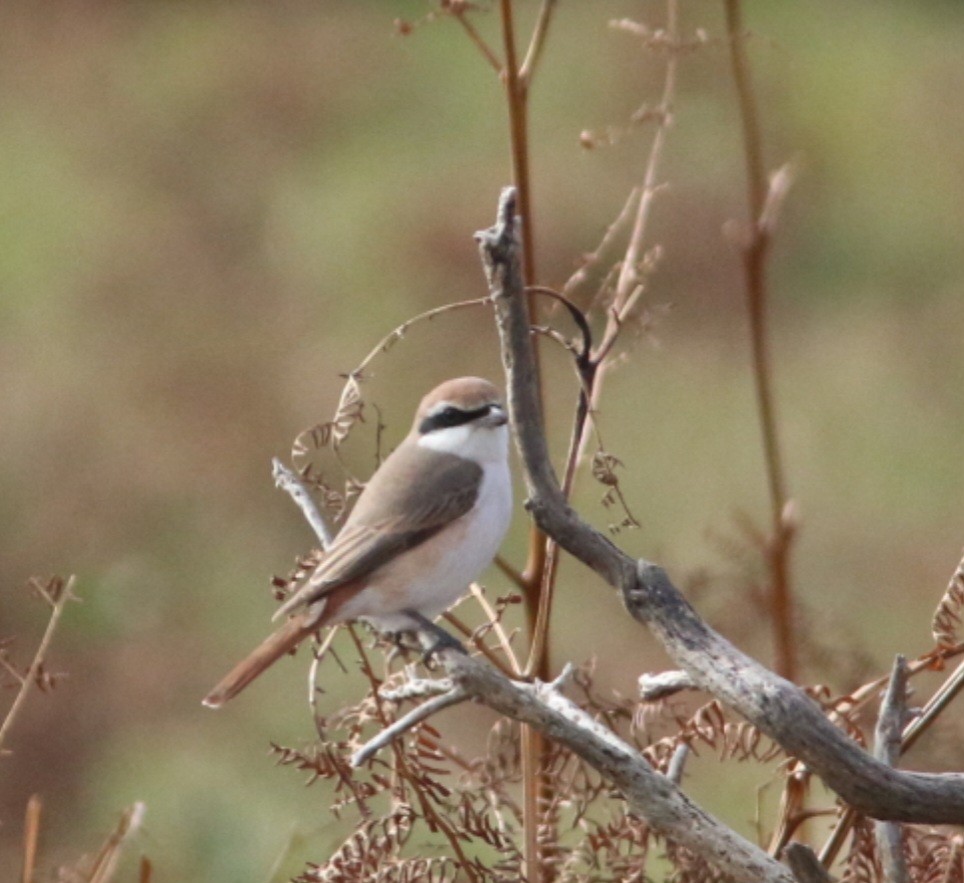 ťuhýk turkestánský - ML642985262