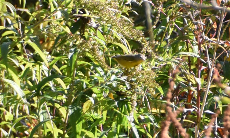 Nashville Warbler - ML642985264