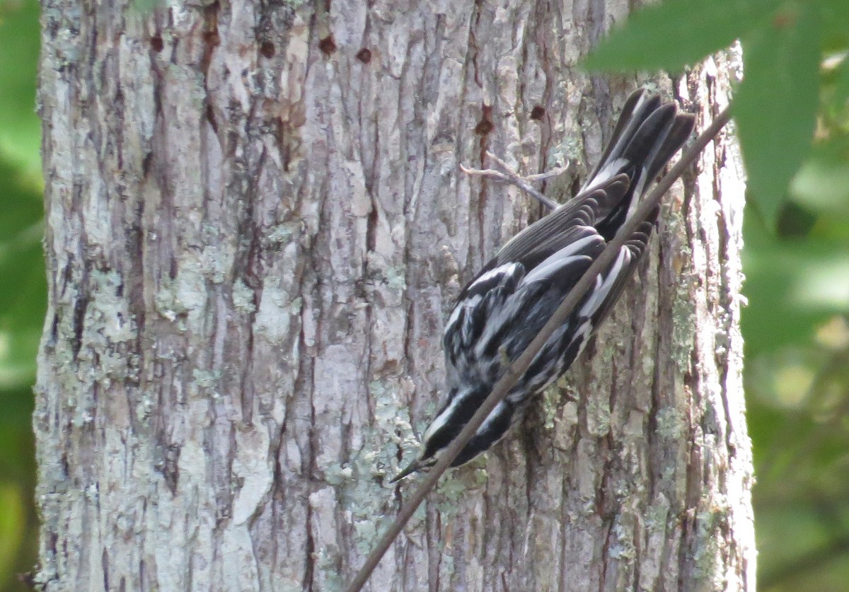 Black-and-white Warbler - ML642985266
