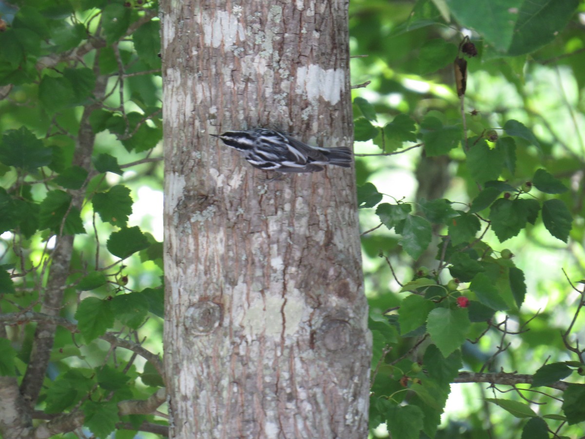 Black-and-white Warbler - ML642985267