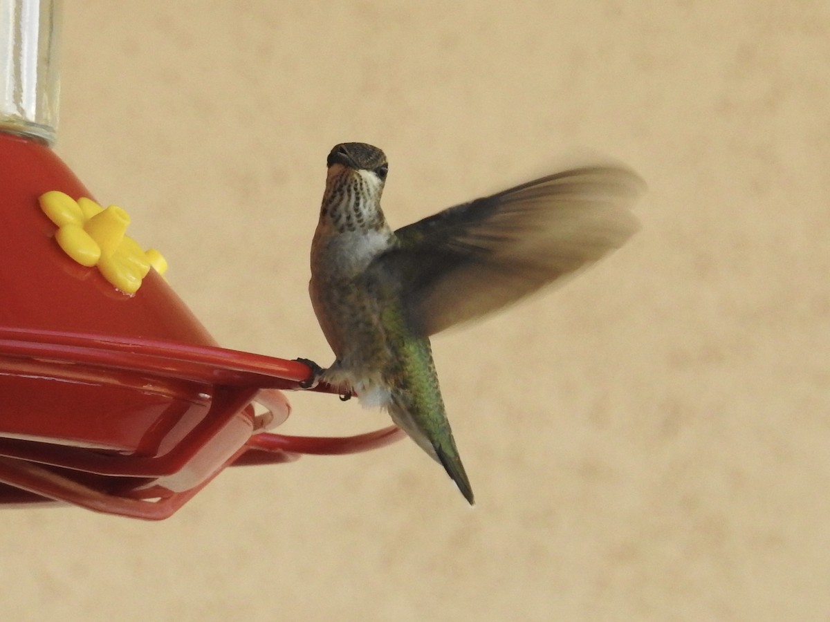 Black-chinned Hummingbird - ML642985268