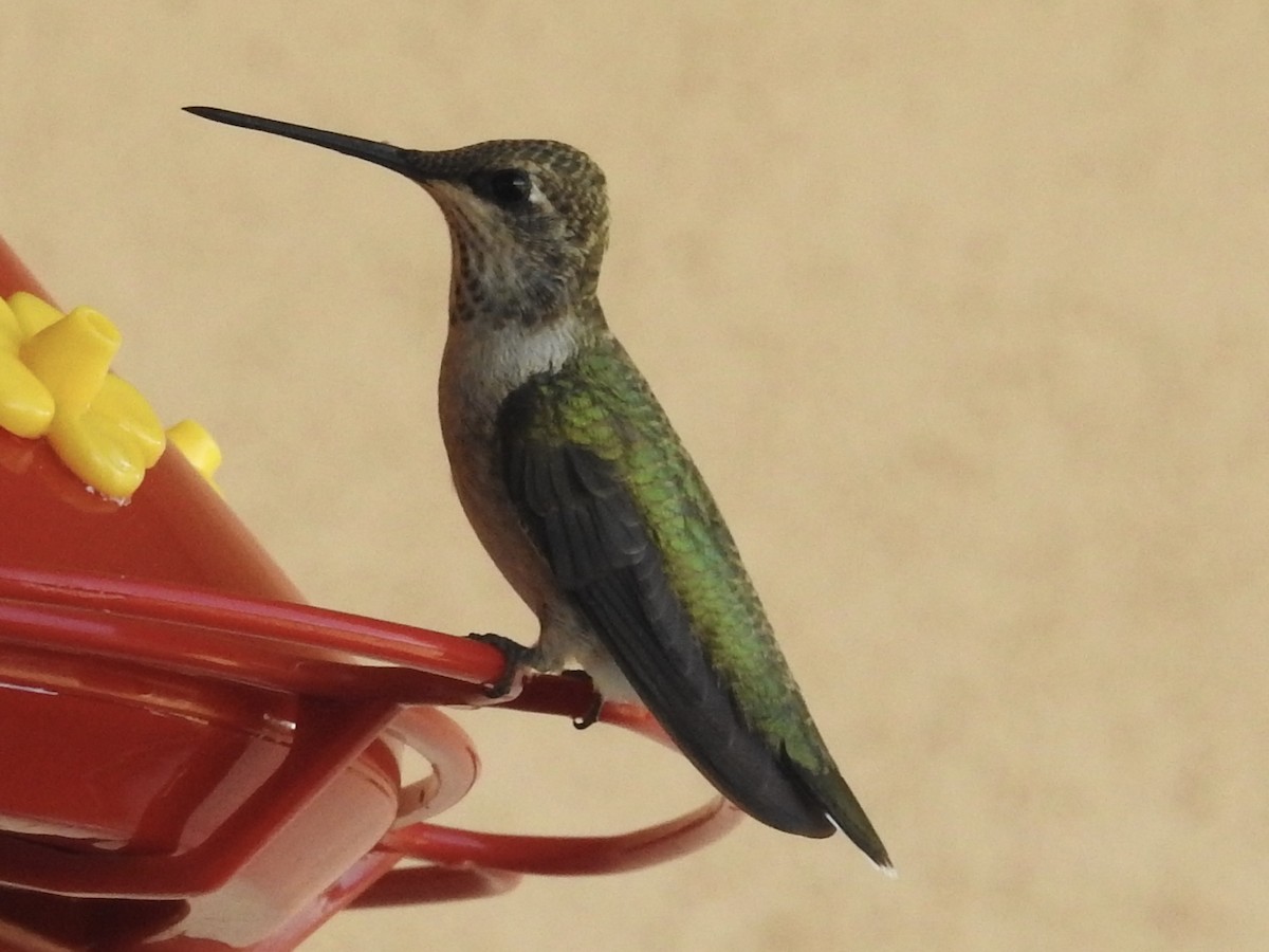 Black-chinned Hummingbird - ML642985273