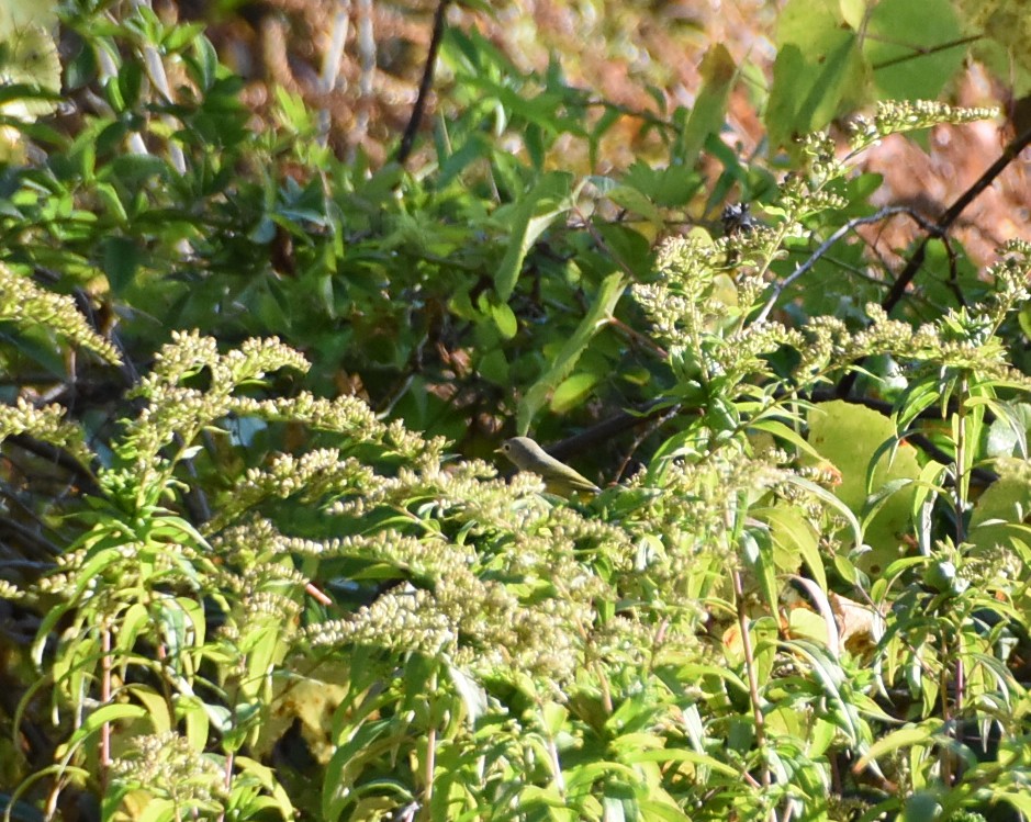 Nashville Warbler - ML642985276