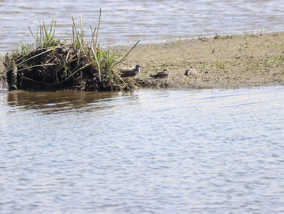 Lesser Yellowlegs - ML642985277