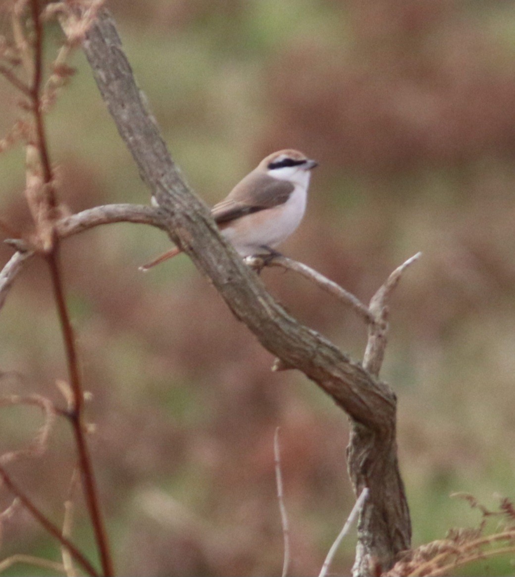 ťuhýk turkestánský - ML642985280