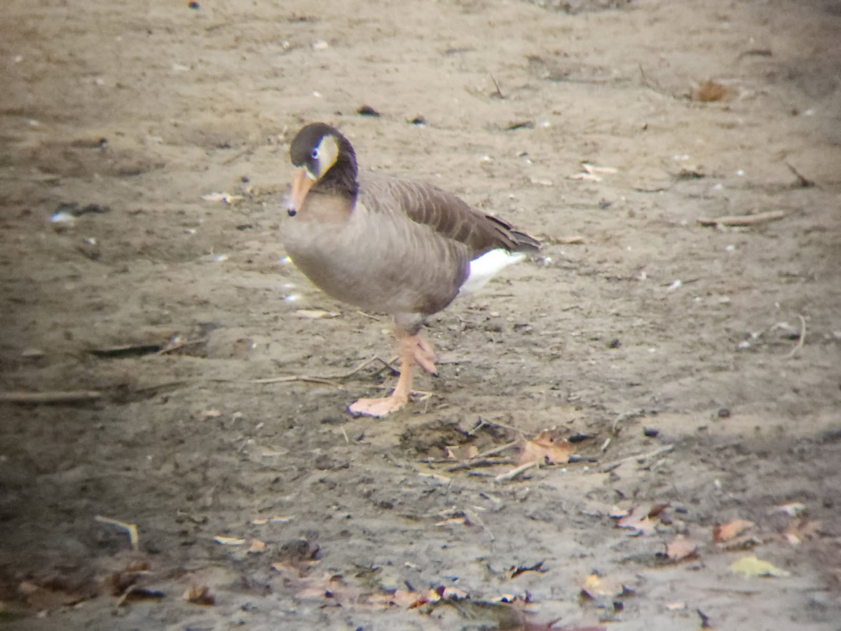 Graylag x Canada Goose (hybrid) - ML642985304