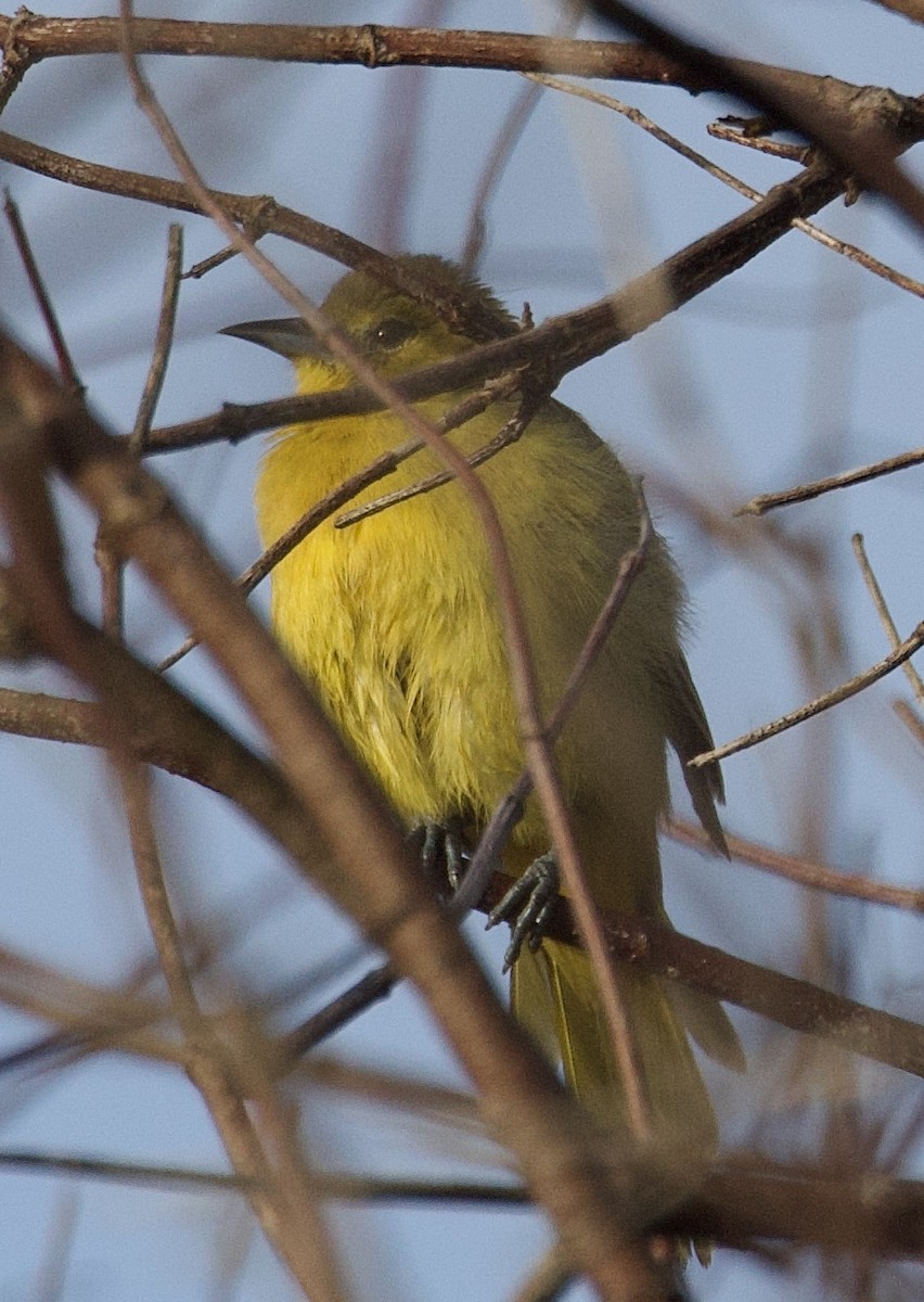 Orchard Oriole - ML642985308