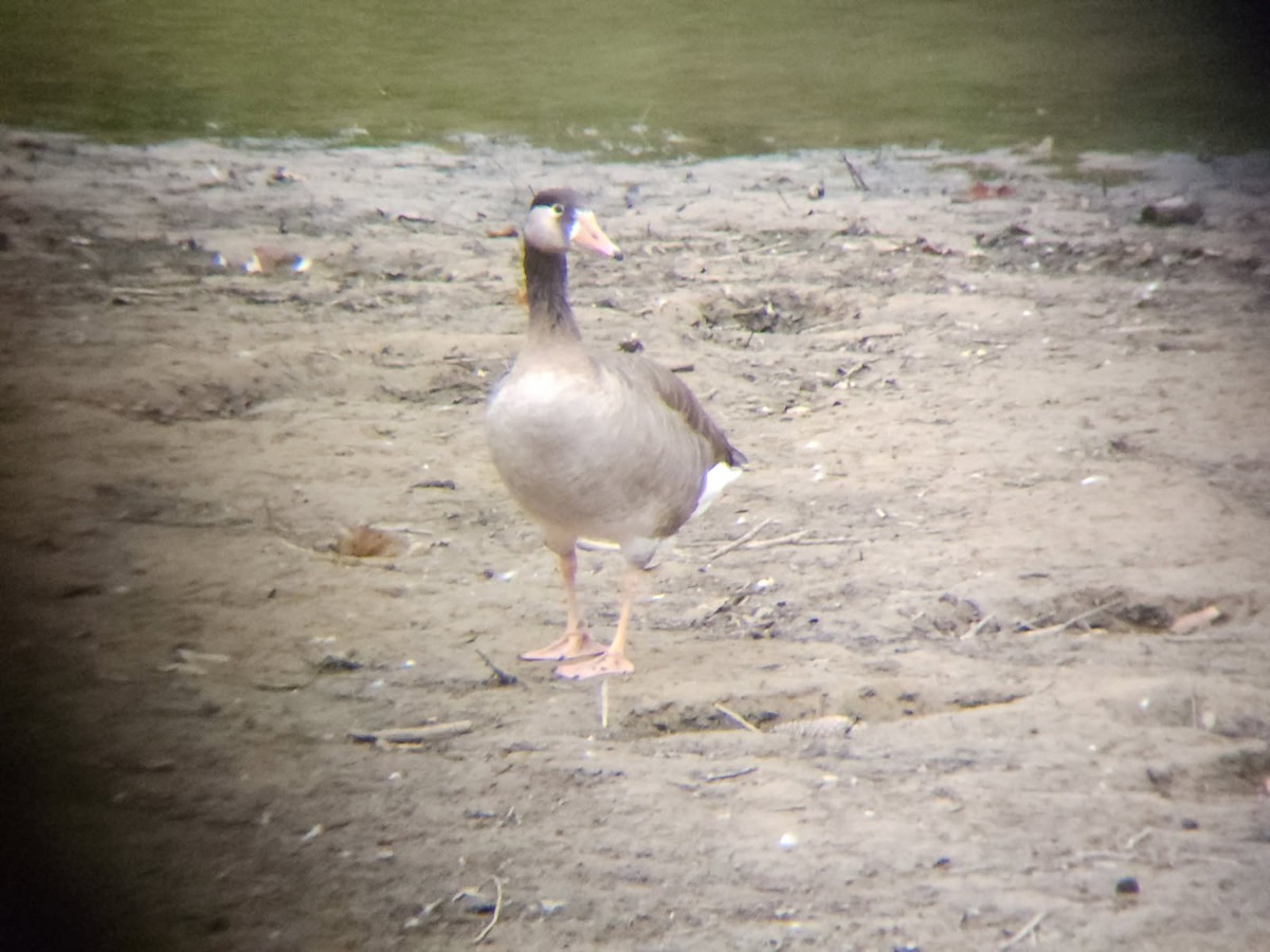 Graylag x Canada Goose (hybrid) - ML642985315