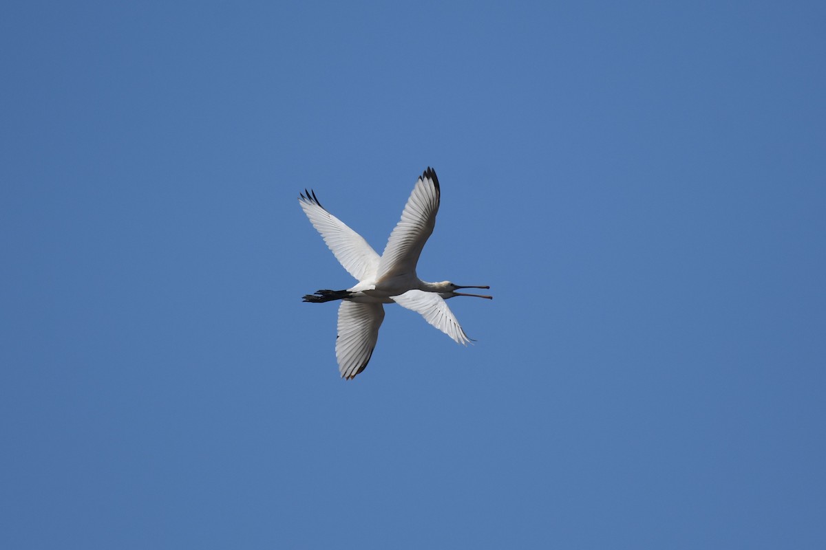 ヘラサギ - ML642985319