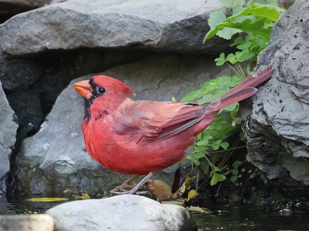 ショウジョウコウカンチョウ - ML642985320