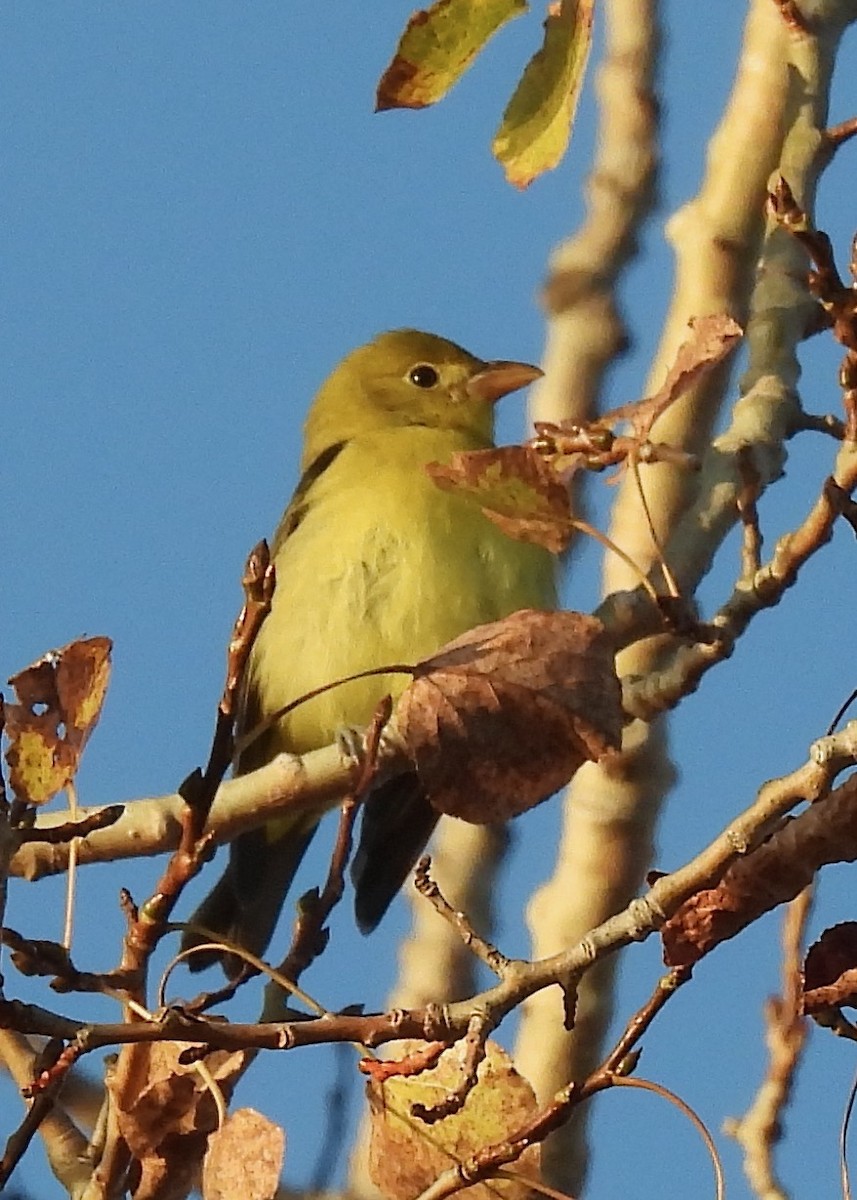 アカフウキンチョウ - ML642985323