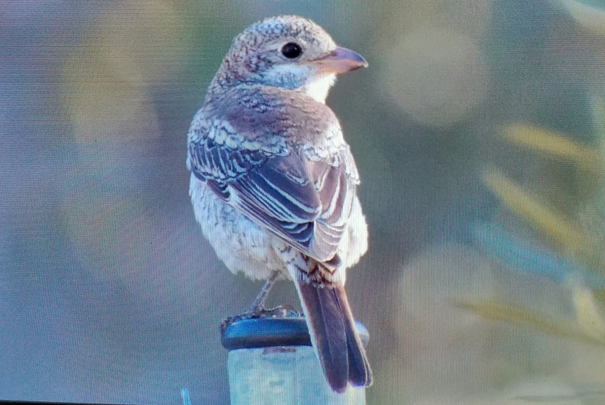 ズアカモズ - ML642985324