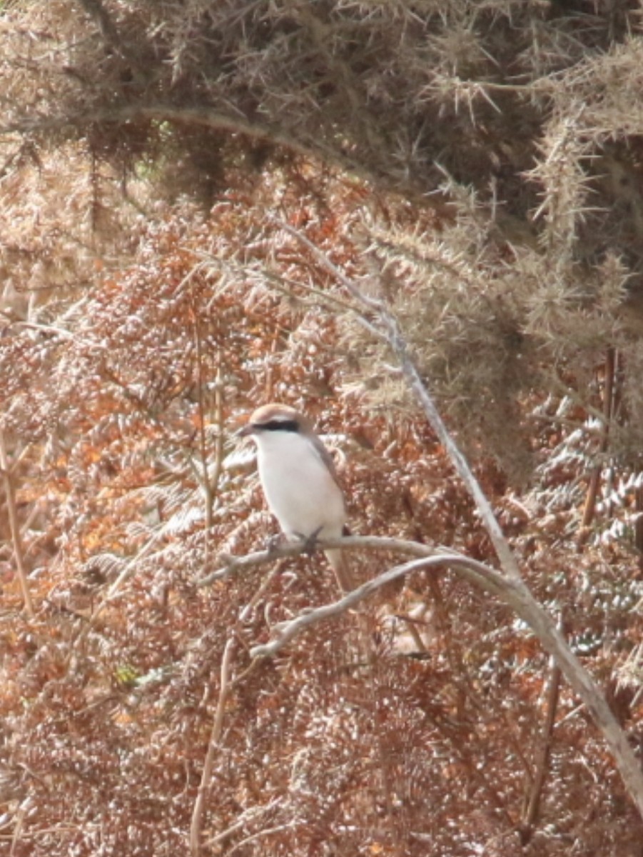 ťuhýk turkestánský - ML642985333