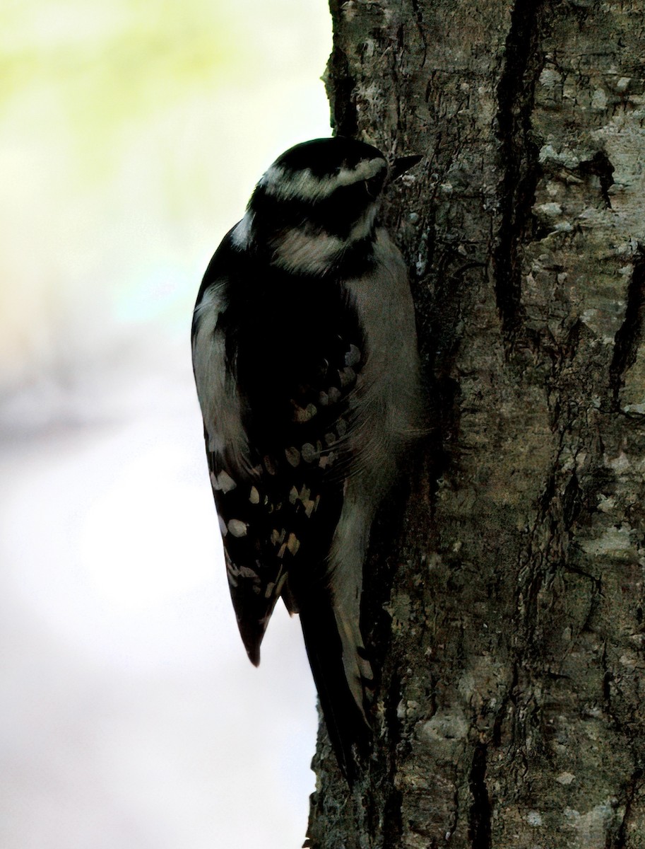 Downy Woodpecker - ML642985337