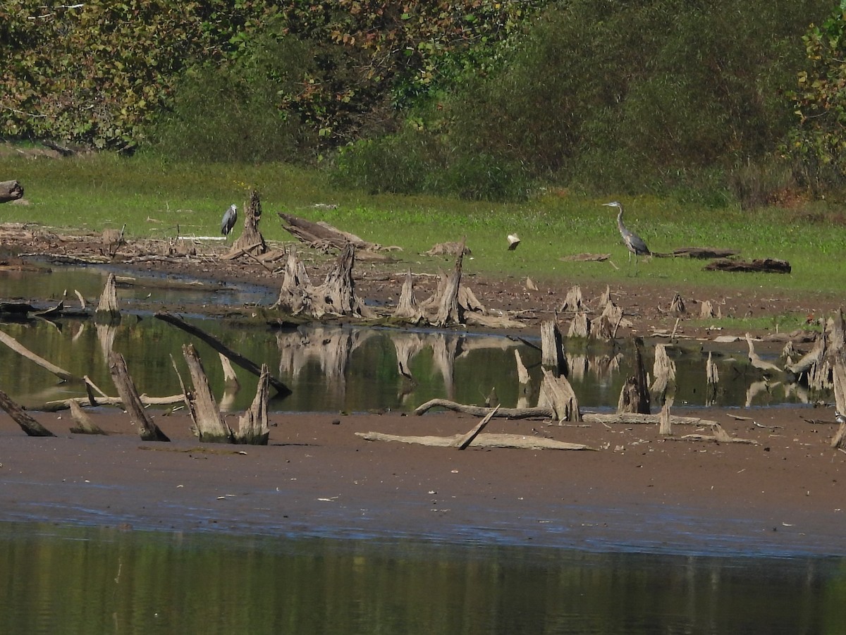 Great Blue Heron - ML642985343