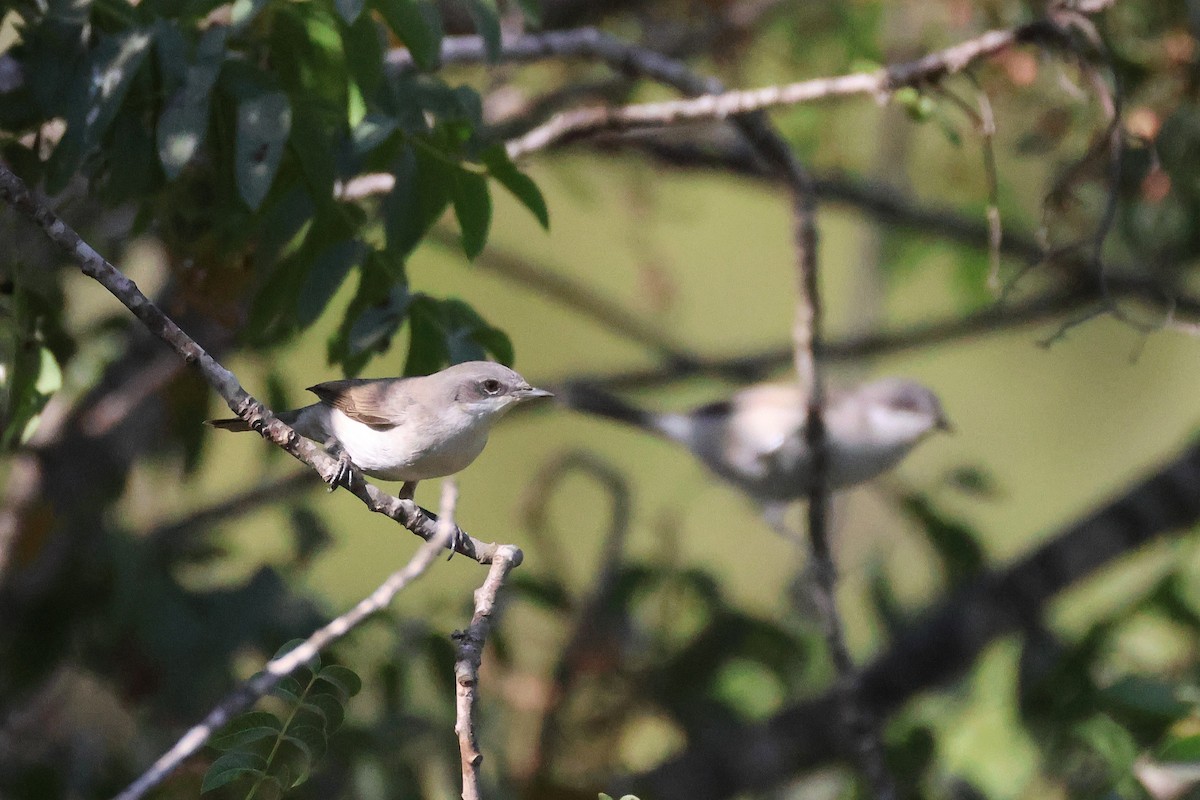 Lesser Whitethroat - ML642985346