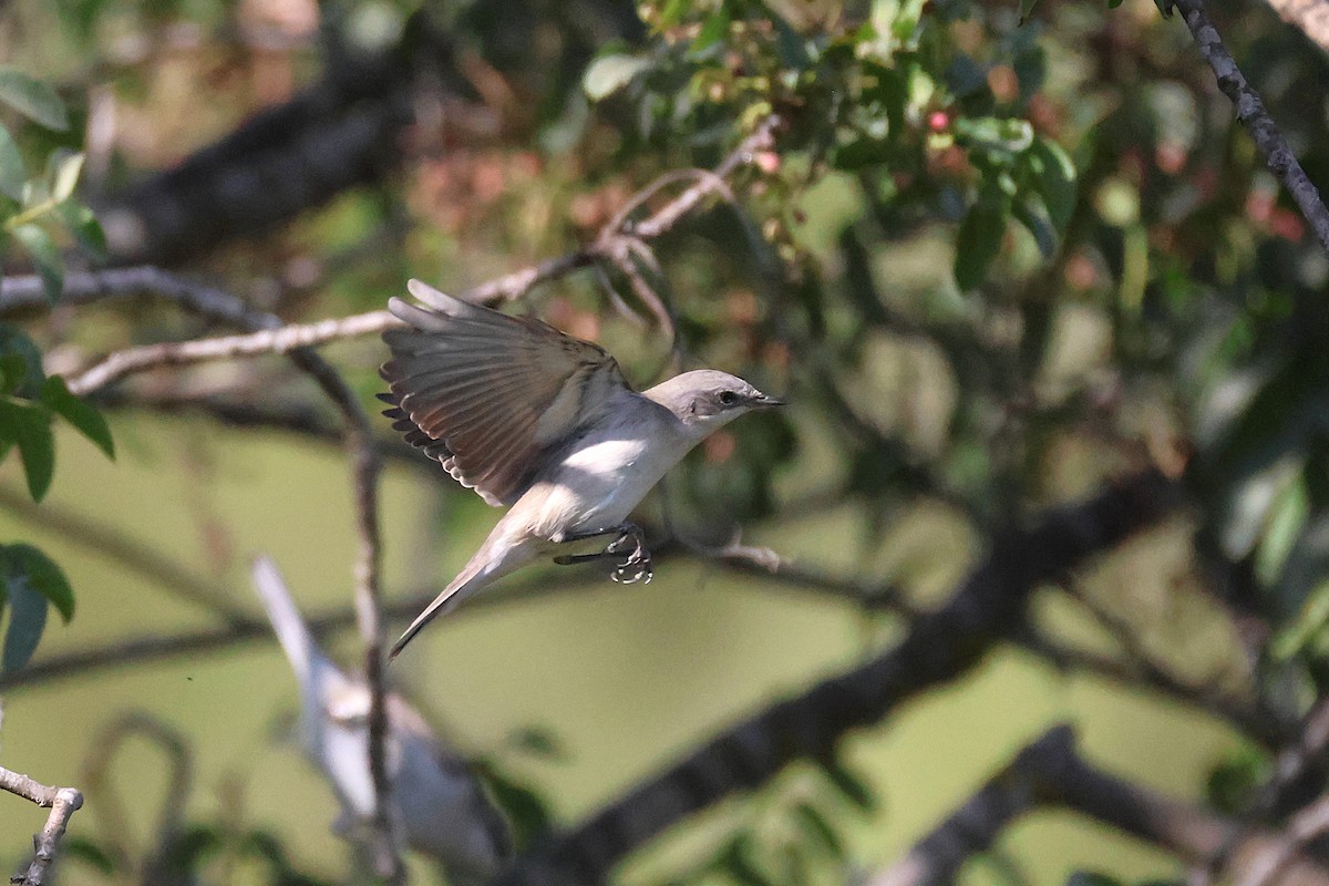 Lesser Whitethroat - ML642985347