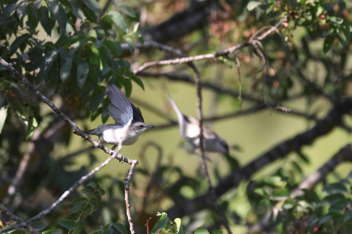 Lesser Whitethroat - ML642985348