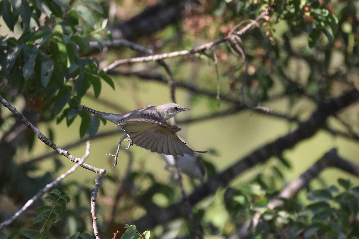 Lesser Whitethroat - ML642985349