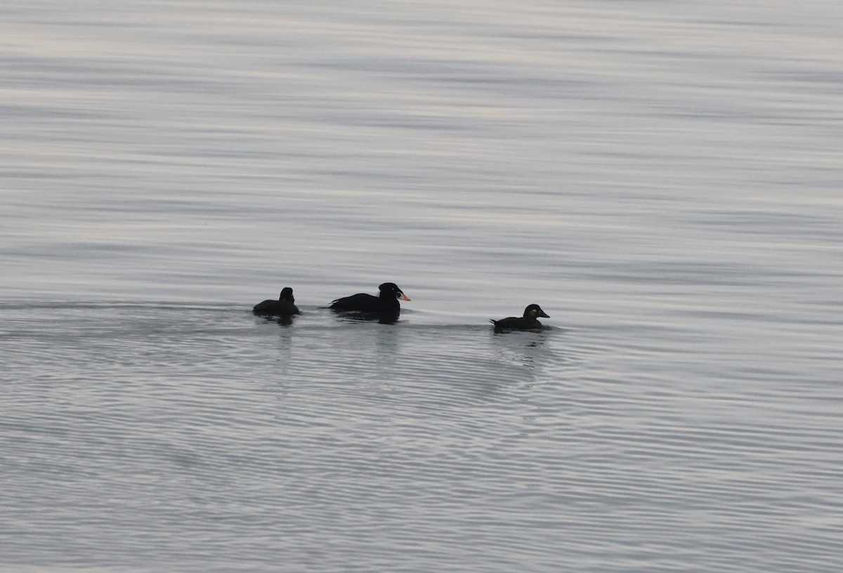 Surf Scoter - ML642985350