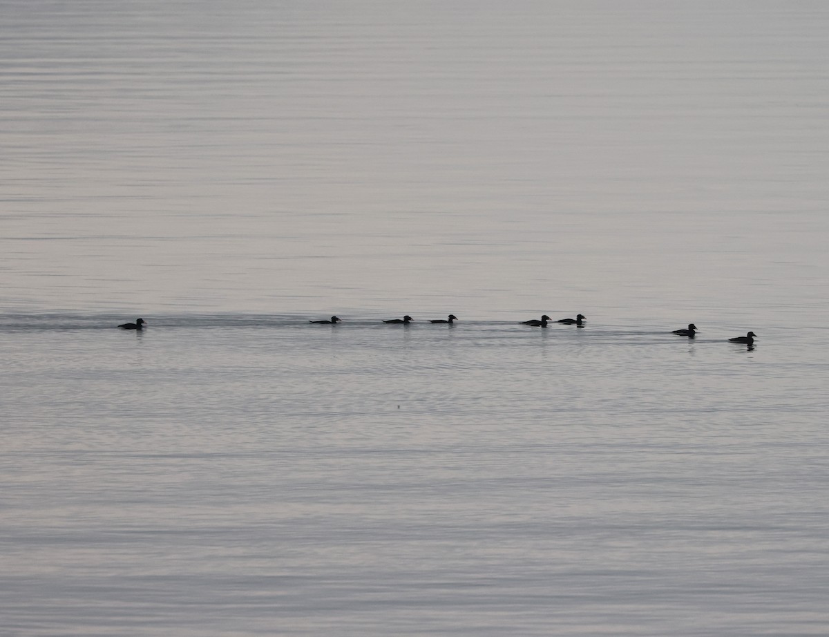 Surf Scoter - ML642985351