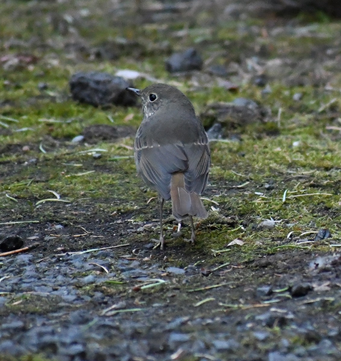 Hermit Thrush - ML642985352