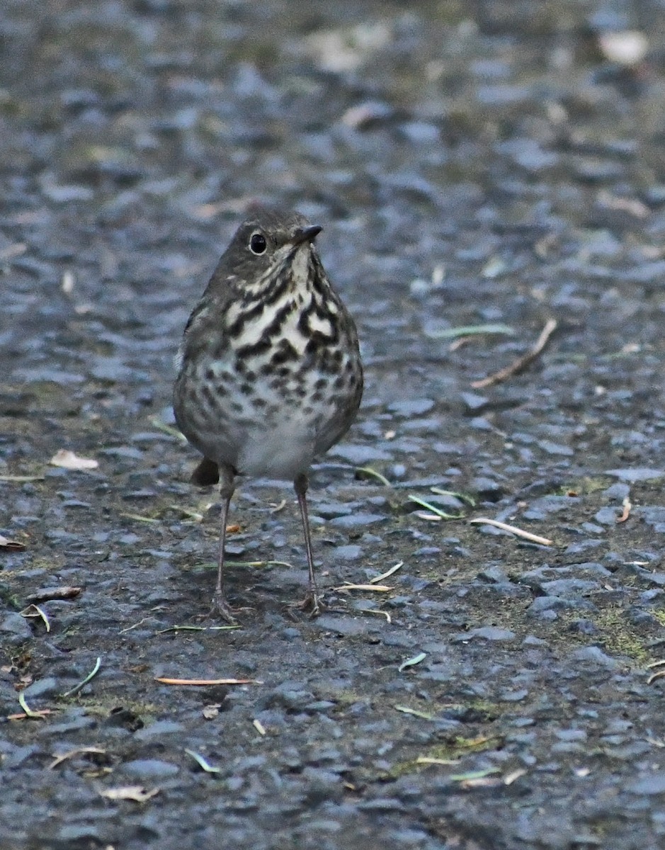 Hermit Thrush - ML642985353