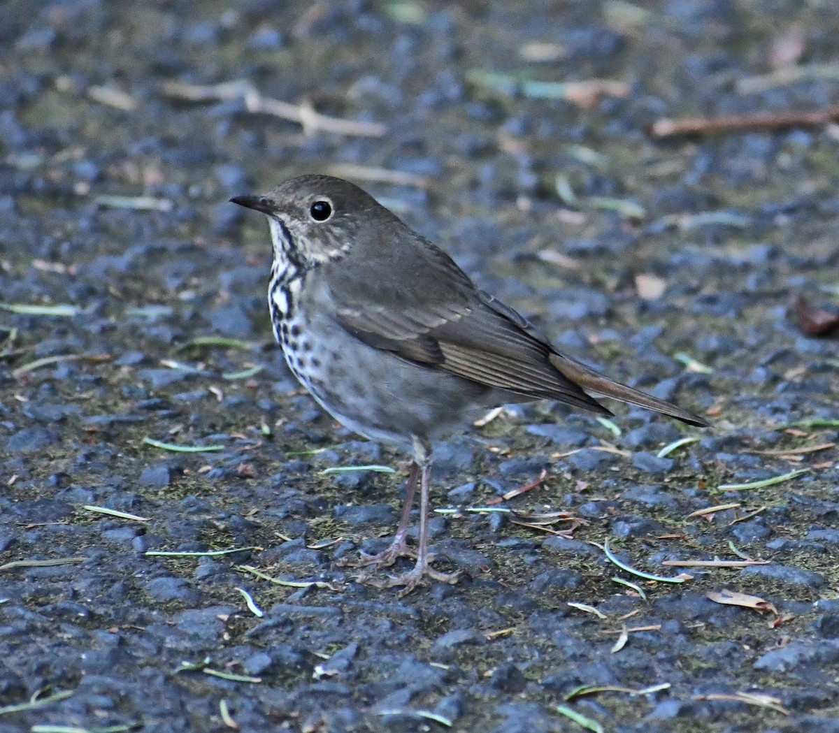 Hermit Thrush - ML642985354