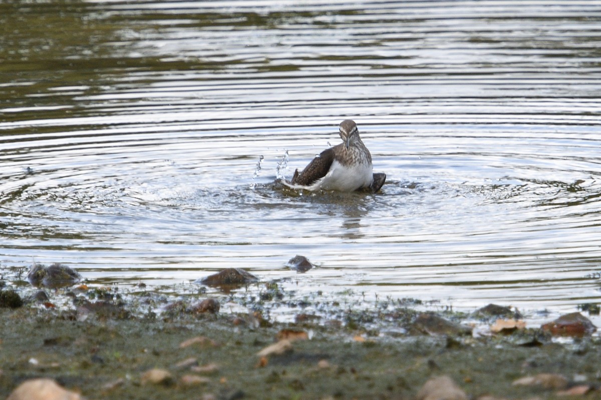 Green Sandpiper - ML642985359