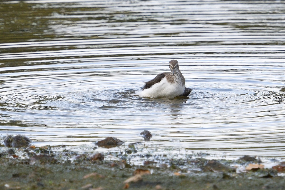 Green Sandpiper - ML642985360
