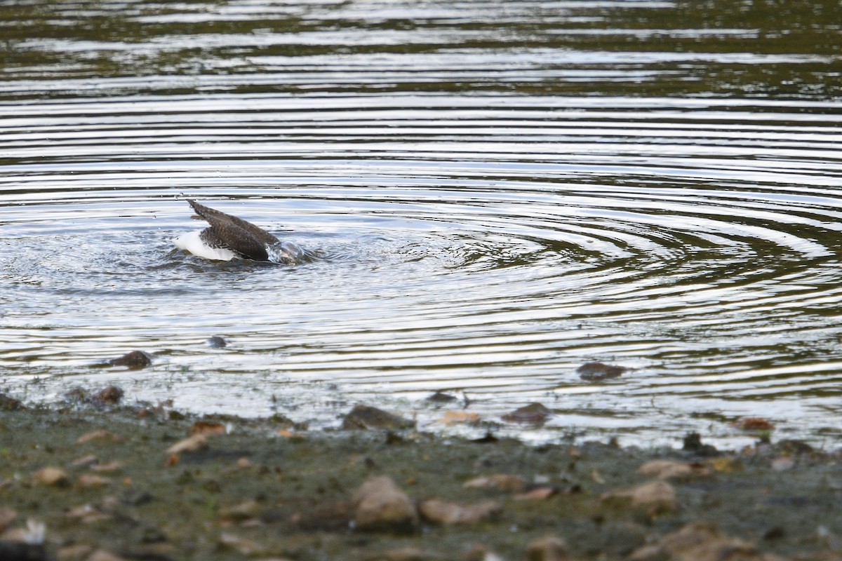 Green Sandpiper - ML642985361