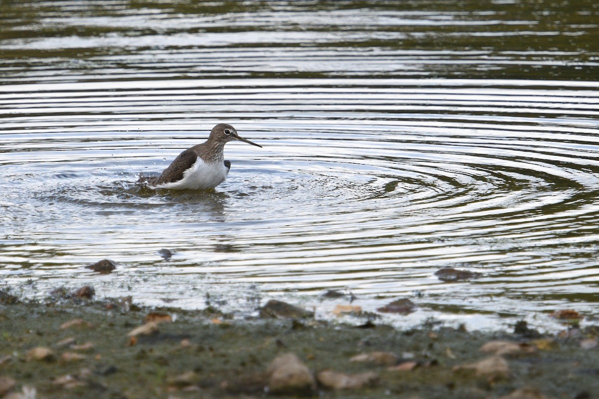 Green Sandpiper - ML642985362