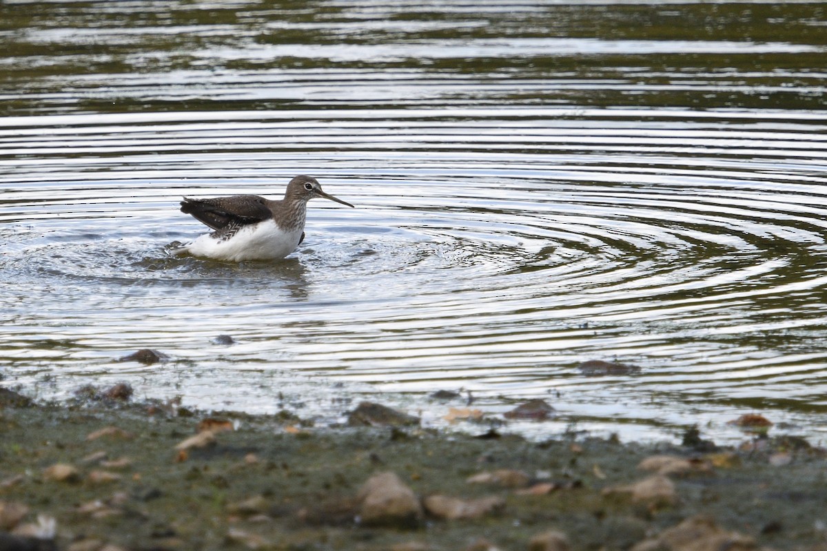 Green Sandpiper - ML642985363