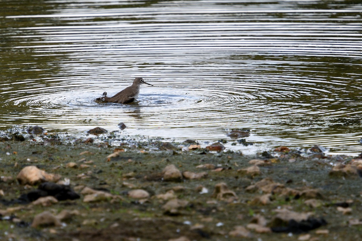 Green Sandpiper - ML642985364