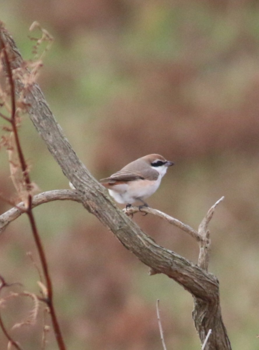 ťuhýk turkestánský - ML642985365