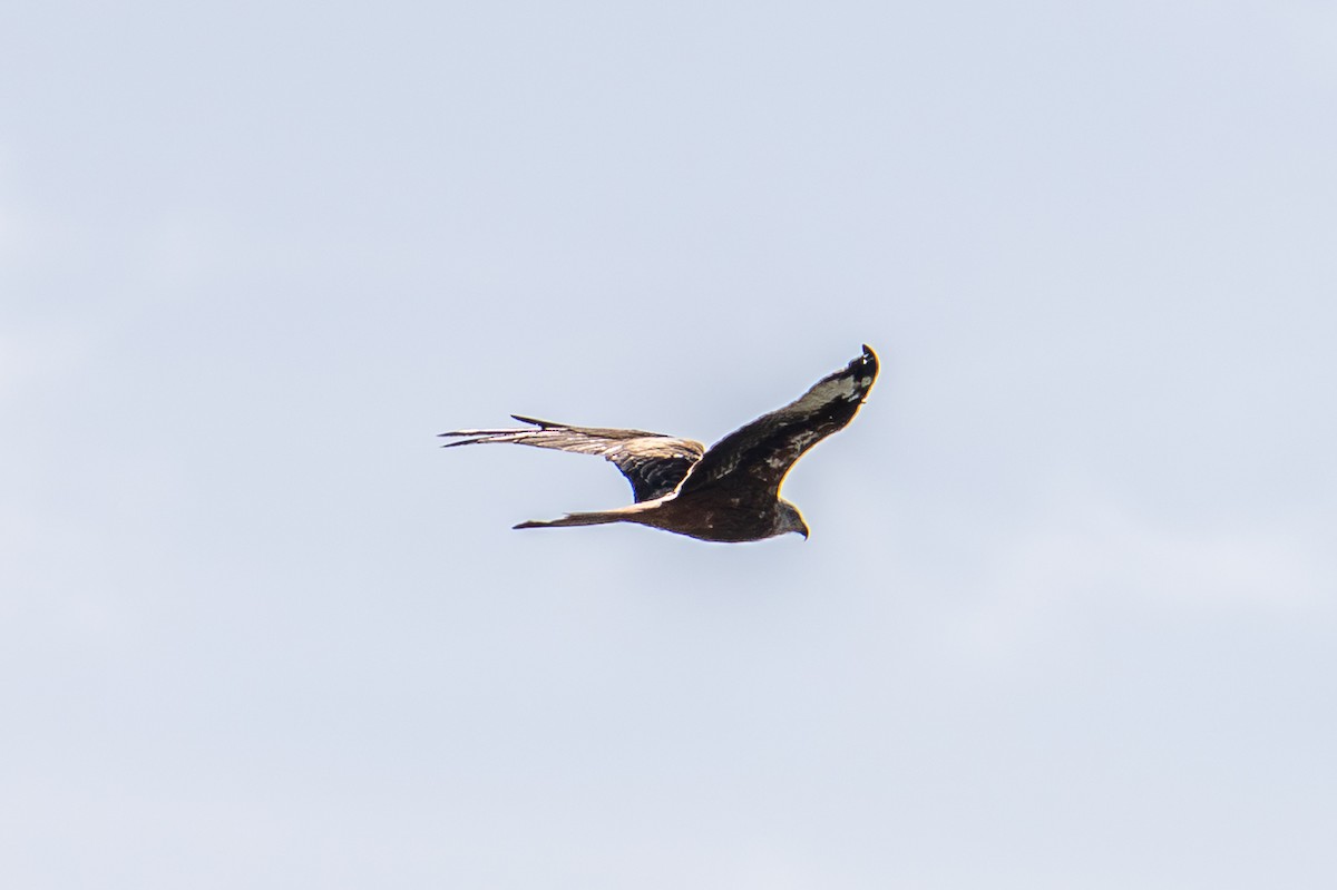 Red Kite - ML642985366