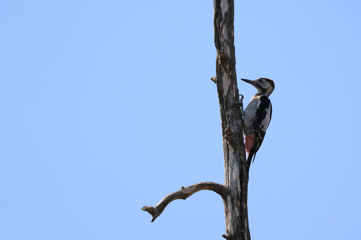 Syrian Woodpecker - ML642985367